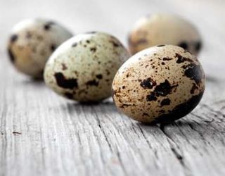 Для перепелиних яєць перед інкубацією важливий термін їх зберігання